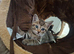 4 GORGEOUS KITTENS LEFT.