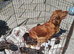 Cocker Spaniel Puppies