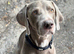 Beautiful Weimaraner boy