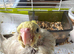 Handreared Baby Cockatiels for Sale