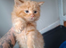 Kittens