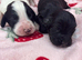 cocker spaniel pups