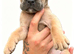Cane Corso pups