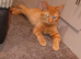 Ginger female kitten half ragdoll