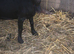 Black and white nanny goat