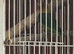 Pair of lovebirds for sale