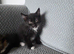 Kittens looking for a loving caring home