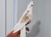 Beautiful hand tamed, untamed cockatiels for sale.