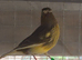 Canaries