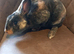 Rex rebbit baby for sale
