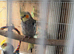 Male Cockatiel