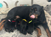 Last female Rottweiler puppy left