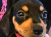 Miniature Jackshund