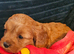 Very playful cavapoo puppies for sale