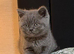 Cheeky British shorthair kitten