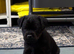 Patterdale pups for sale