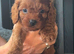 Cavapoos ready to reserve
