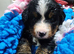 Gorgeous bernedoodle puppied