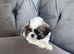2 Shih Tzu puppies ready to go