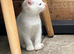 Two kittens left