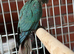 Baby turquoise conure