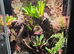 Professionally built FrogFather established bioactive vivarium for sale.