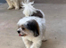 ADORABLE MALTIPOO PUPPIES