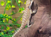 Hypo Bearded Dragons at Birmingham Reptiles
