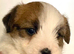 Stunning RKC registered Jack Russell puppies