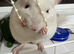 Chinchilla for rehome