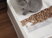 British blue kittens