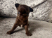 Dark chocolate smoothcoat male chihuahua apple