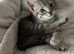 Beautiful silver tabby kittens ready for forever homes!