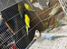 Male and Female Budgies for sale