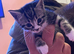 Kittens