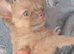 2 long coat chihuahua boys now available