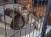 Maine Coon  kittens for sale