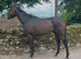 3 yr old gelding ROR eligible