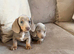 Sweethearts looking for forever homes
