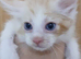 Maine coon X Ragdoll Kittens