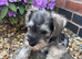 Miniature schnauzer