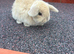 Stunning mini lops