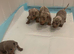 Miniature dachshund puppies