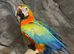 Friendly Super Tame Cuddly Talking Dancing Haraquin Macaw