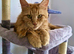 Red female Maine coon