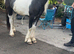 Half bred 2 year old filly