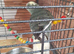 Pair of kakarikis and cadge £130