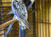 Blue pair of rosellas