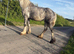 Gary ride and drive mare