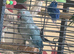 Blue Indian ringneck parrot mimics